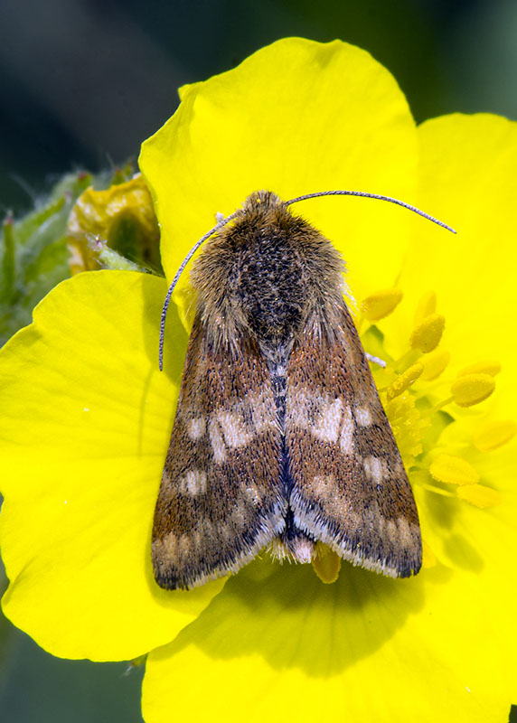 Schinia cardui, Noctuidae